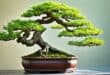 bonsai art