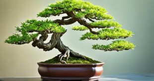 bonsai art