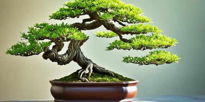 bonsai art